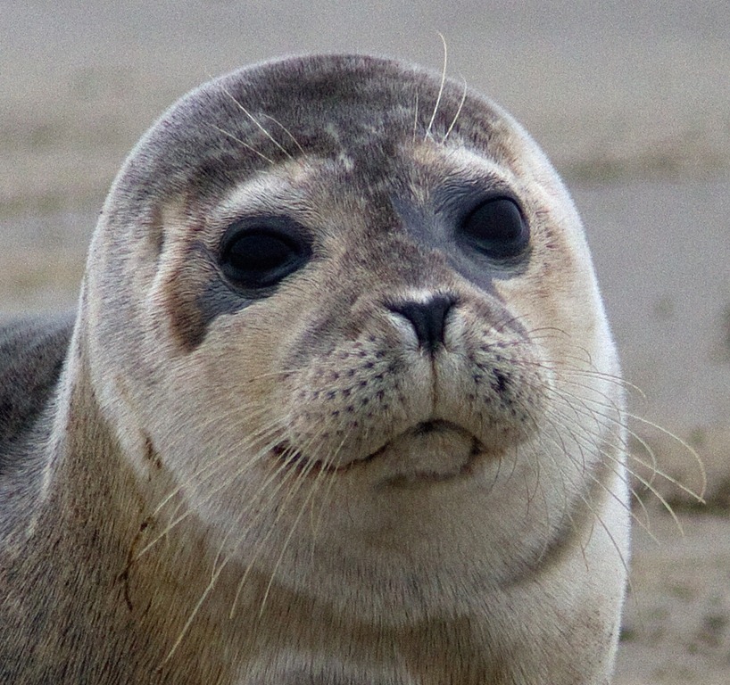 [12_02_04_sandwich_commonseal147%255B4%255D.jpg]