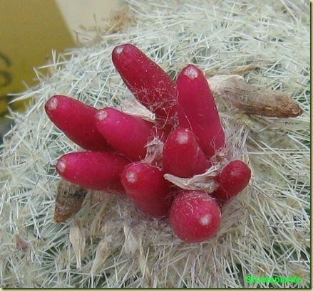 Epithelantha dickinsionae micromeris frutti