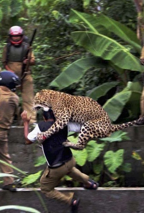 leopard capture 02