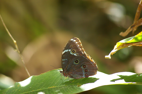 Morpho helenor helenor CRAMER, 1775. Saül (Guyane), 2 décembre 2011. Photo : J.-M. Gayman