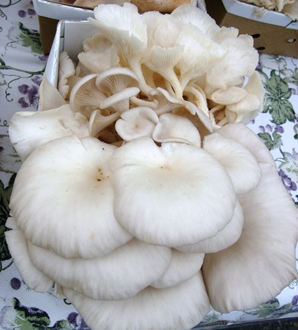 [oyster%2520mush%255B4%255D.jpg]