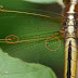 P1070384-001