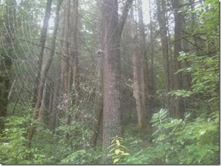 Spider web on the Foothills Trail