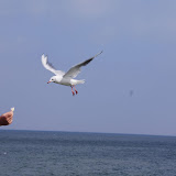 DSC02264.JPG
