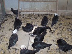 2010.09.04-012 poules naines 2010.09.04-012 poules naines