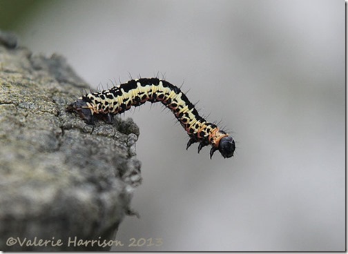 76-the-magpie-caterpillar