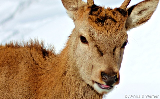 [2012_01_15%2520Wildpark%2520AurachW105%255B3%255D.jpg]