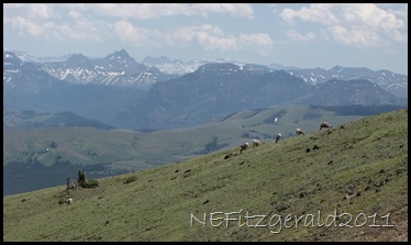 IMG_7871Bighorn SheepOnSummit MtWashburn IMG_7871Bighorn SheepOnSummit MtWashburn
