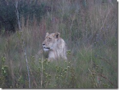 Rhino & Lion Nature Reserve