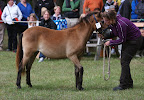 Vanten f 2009 e Qvitt u Yllet e Inter