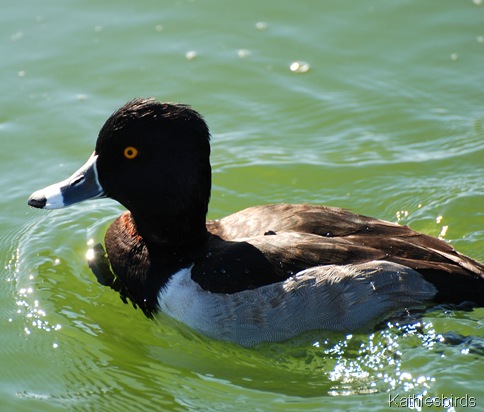 5. ring necked duck-kab