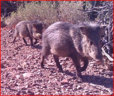 [Javelina%2520with%2520cholla%2520on%2520nose%255B4%255D.jpg]