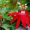 Balboa Park spring 373.JPG