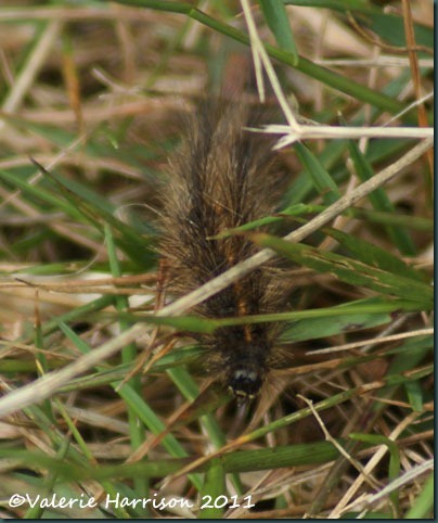 hairy-caterpillar prob ruby tiger