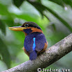 Rufous-Collared Kingfisher-02.jpg