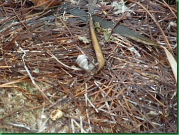 Mrazek Pond & Snake Bight Trail 078