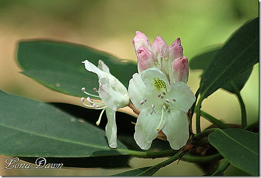 EJC_Rhododendron