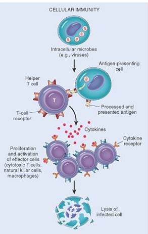 cellular immunity
