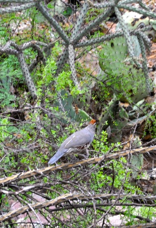 DSC_0207.jpg DSC 0207