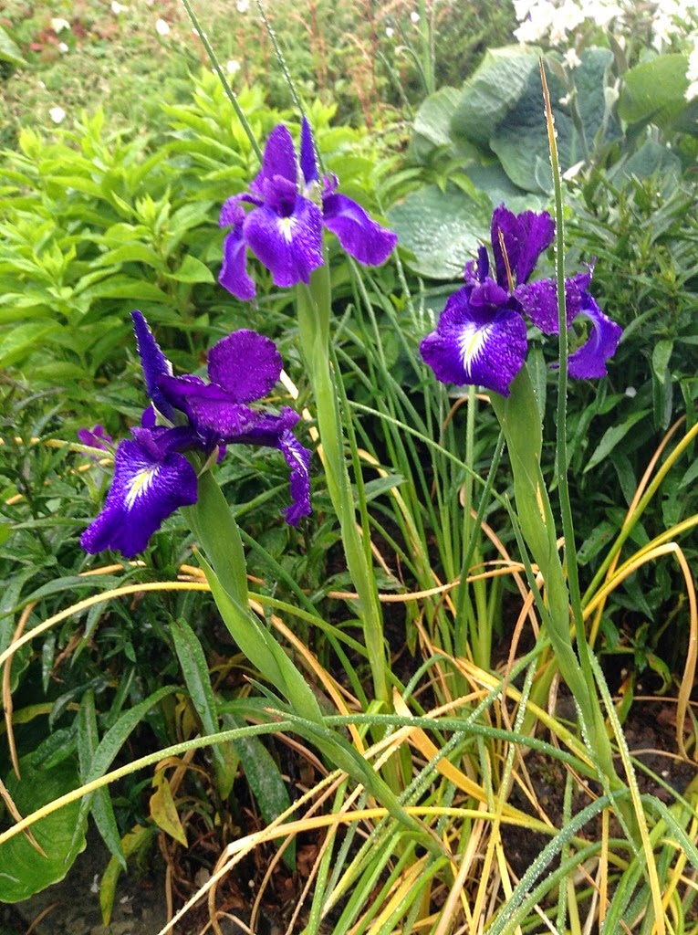 [iris-purple4.jpg]