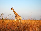 A solitary giraffe walking along the horizon. Transition to Madagascar - 048.jpg