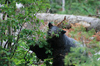 glacier_national_park_-_2009