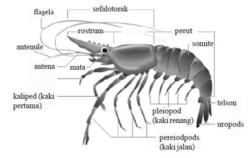 Bagian - bagian tubuh udang