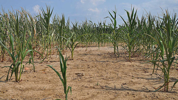 A corn crop withers in the sun on 11 July 2012 in western Kentucky. Allie Douglass / The Paducah Sun / Associated Press
