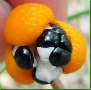 Wombat berry 2 Wombat berry 2