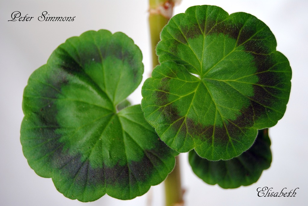 [Pelargonium%2520juni-11%2520126%255B6%255D.jpg]