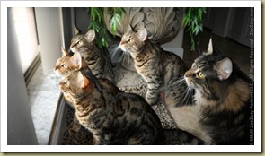 Cats-Looking-at-Bird Cats-Looking-at-Bird