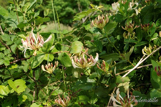 [Wolle%2520Rosen%2520051%255B2%255D.jpg]