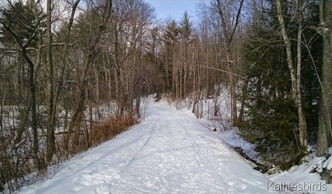 3. snowy trail 1-16-15