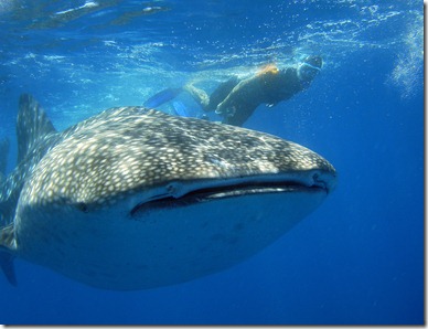 whale shark ii