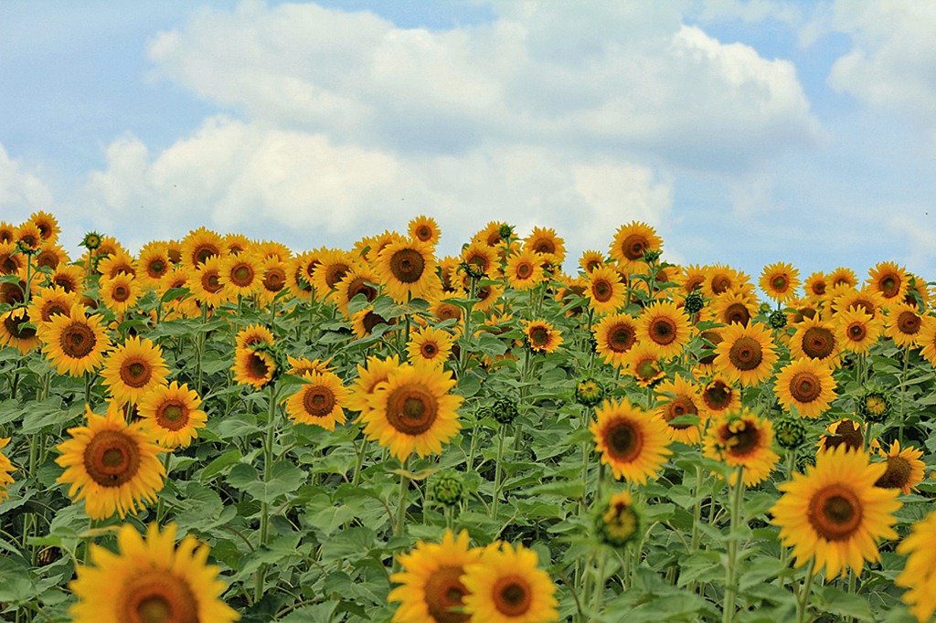 [sunflower6%255B5%255D.jpg]