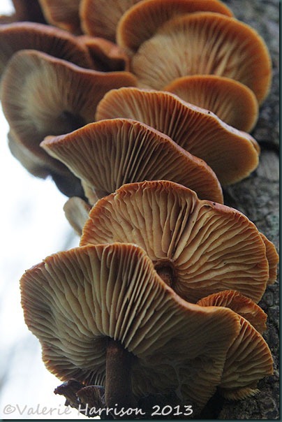 18-toadstools 18-toadstools