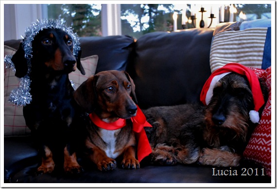 lucia 2011 032