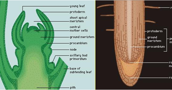 Definition And Characteristics Of Meristems