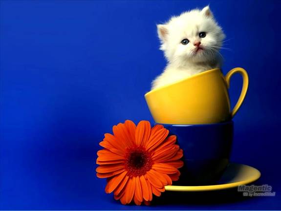 Image Dimension: 512x385 :: I am love these Cats I am love these Cats