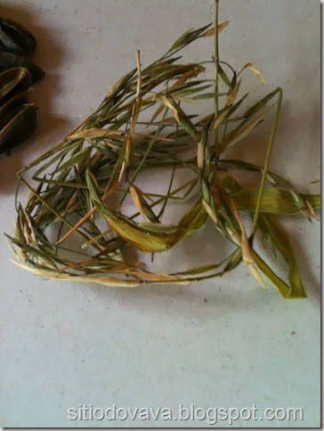 semente de bambu semente de bambu