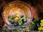 Fall Harvest Fall Autumn Harvest with Gourds, Squash & Pumpkins in a Wooden Bushel For purchase options, please visit: www.zazzle.com/bedazzle_*/ www.redbubble.com/people/chantalc www.imagekind.com/MemberProfile.aspx?MID=0ce77662-2c03-43db-a99e-624f597d2c1a http://fineartamerica.com/profiles/chantal-c.html www.bigstockphoto.com/profile/Chantal%20PhotoPix www.dreamstime.com/Chantal777_info Join me on Facebook http://www.facebook.com/chantal.photopix?v=info#!/chantal.photopix Follow me on Twitter! https://twitter.com/#!/ChantalPhotoPix Join me on LinkedIn http://www.linkedin.com/profile/view?id=138372879&authType=name&authToken=uTXK&locale=en_US&pvs=pp&trk=ppro_viewmore Squidoo Lens http://www.squidoo.com/lensmasters/ChantalPhotoPix