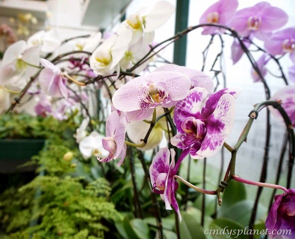 [The%2520Majestic%2520Hotel%2520Orchid23%255B2%255D.jpg]
