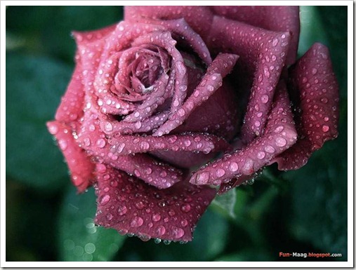 pink-rose-flowers-32155893-1024-768
