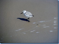 7137 Texas, South Padre Island - Beach access #3 - Sanderling 7137 Texas, South Padre Island - Beach access #3 - Sanderling