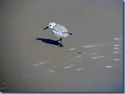 7137 Texas, South Padre Island - Beach access #3 - Sanderling