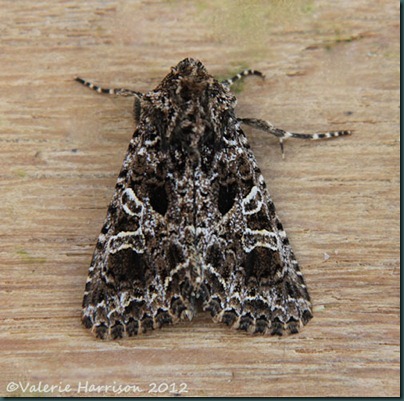 Lychnis Lychnis