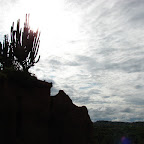 Cactus candelabro contra el sol