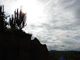 Cactus candelabro contra el sol Cactus candelabro contra el sol