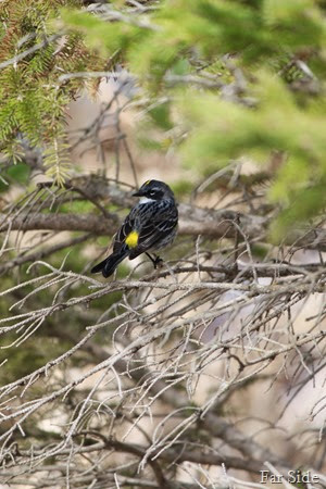Yellow Rumped Warbler Maybe