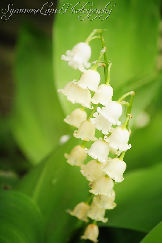 lily of the valley lily of the valley